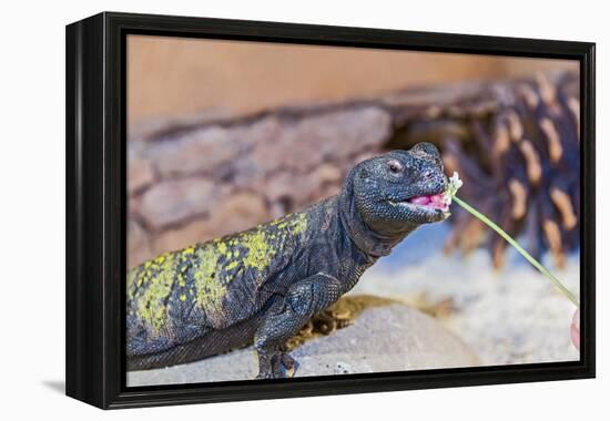 Uromastyx Lizard-Gary Carter-Framed Premier Image Canvas