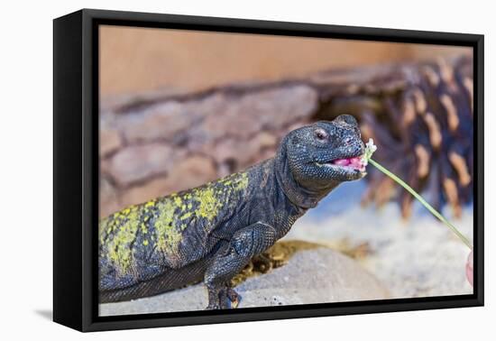 Uromastyx Lizard-Gary Carter-Framed Premier Image Canvas