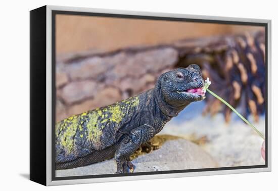 Uromastyx Lizard-Gary Carter-Framed Premier Image Canvas