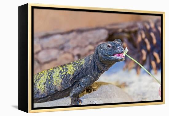Uromastyx Lizard-Gary Carter-Framed Premier Image Canvas