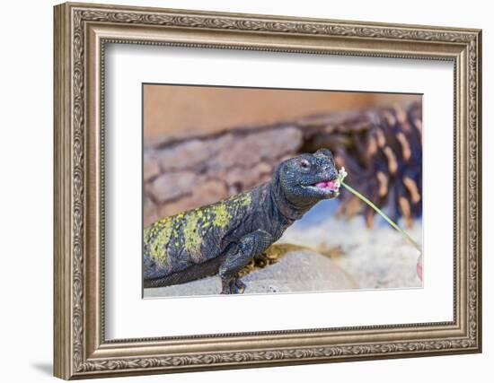 Uromastyx Lizard-Gary Carter-Framed Photographic Print