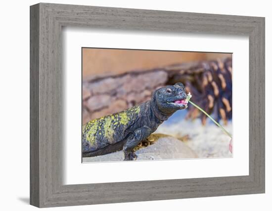 Uromastyx Lizard-Gary Carter-Framed Photographic Print