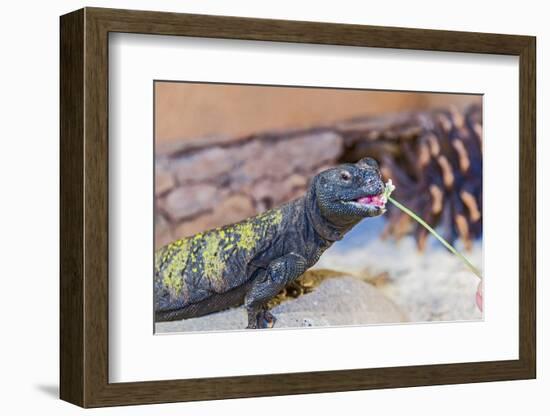 Uromastyx Lizard-Gary Carter-Framed Photographic Print