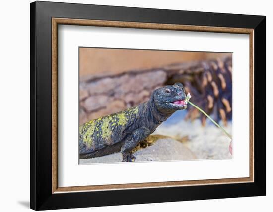 Uromastyx Lizard-Gary Carter-Framed Photographic Print