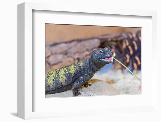 Uromastyx Lizard-Gary Carter-Framed Photographic Print