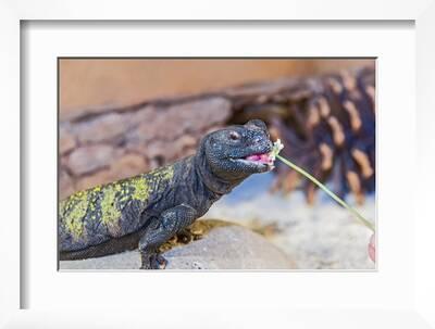 Ornate Uromastyx - Uromastyx ornata 24x36 Canvas Print