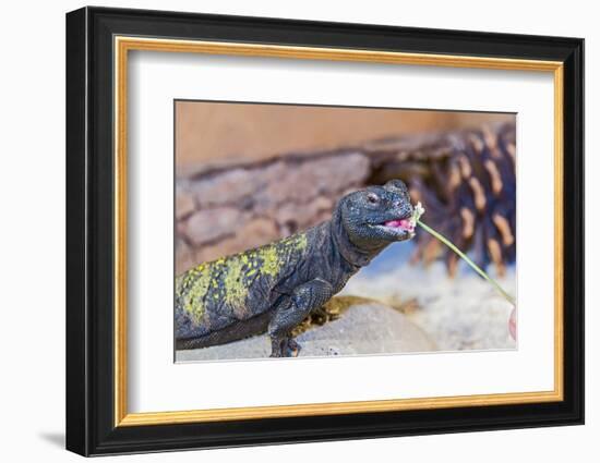 Uromastyx Lizard-Gary Carter-Framed Photographic Print