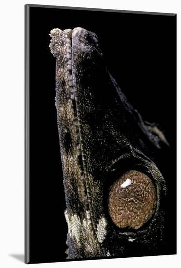 Uroplatus Henkeli (Flat-Tailed Gecko) - Eye-Paul Starosta-Mounted Photographic Print