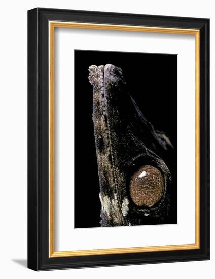 Uroplatus Henkeli (Flat-Tailed Gecko) - Eye-Paul Starosta-Framed Photographic Print