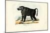 Ursine Baboon, 1863-79-Raimundo Petraroja-Mounted Giclee Print