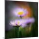 Premium Photographic Print