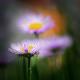 Premium Photographic Print