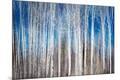 Premium Photographic Print