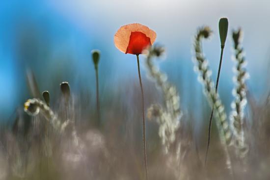 Photographic Print, , large