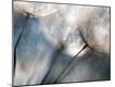 Premium Photographic Print