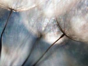 Carefree by Ursula Abresch