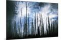 Photographic Print