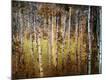 Premium Photographic Print