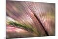 Premium Photographic Print