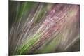 Premium Photographic Print