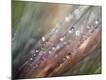 Premium Photographic Print