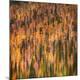 Premium Photographic Print