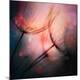 Premium Photographic Print