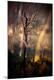 Photographic Print