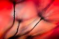 Premium Photographic Print
