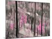 Premium Photographic Print