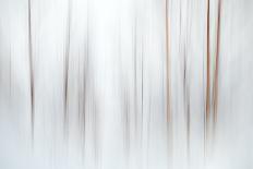 Evening Trees 1-Ursula Abresch-Photographic Print