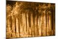 Premium Photographic Print
