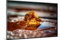 Premium Photographic Print