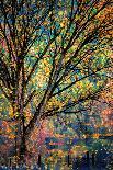 Autumn Leaves-Ursula Abresch-Photographic Print
