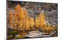 Photographic Print
