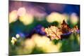 Photographic Print