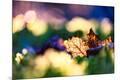 Photographic Print