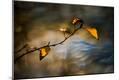 Photographic Print