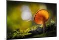 Photographic Print