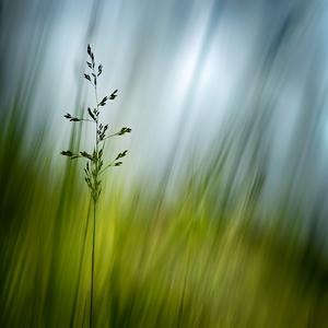 Morning Grass by Ursula Abresch