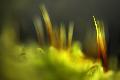 Premium Photographic Print