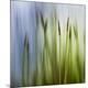 Premium Photographic Print