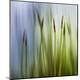 Premium Photographic Print