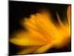 Premium Photographic Print