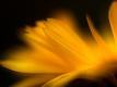 Premium Photographic Print
