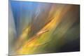 Premium Photographic Print