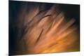 Premium Photographic Print