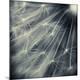 Premium Photographic Print