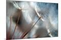 Premium Photographic Print