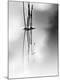 Premium Photographic Print